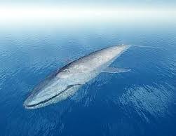 Amazing physiological facts about blue whale