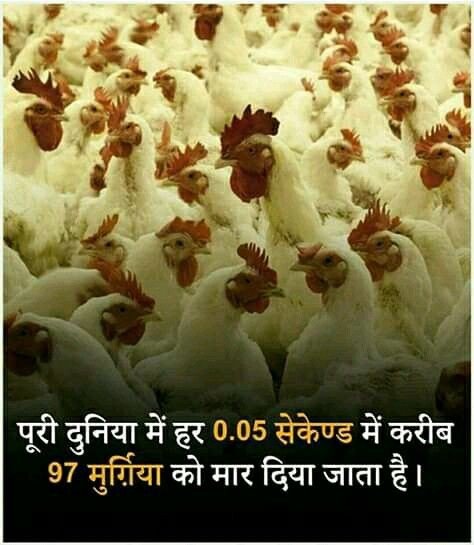 fact about chicken